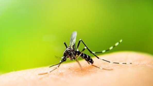  虫媒防疫指南：输入性传染病风险与应对策略 新闻