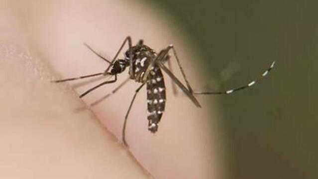  虫媒防疫指南：输入性传染病风险与应对策略 新闻