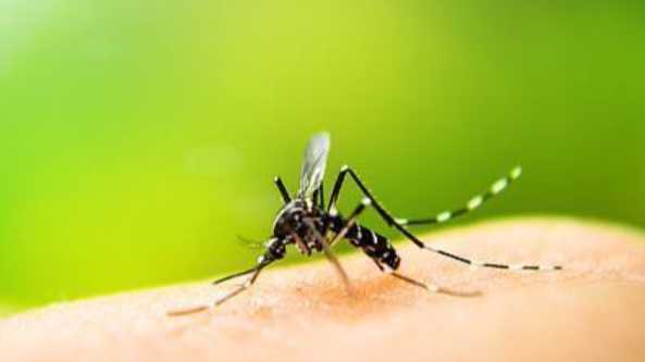  虫媒防疫指南：输入性传染病风险与应对策略 新闻