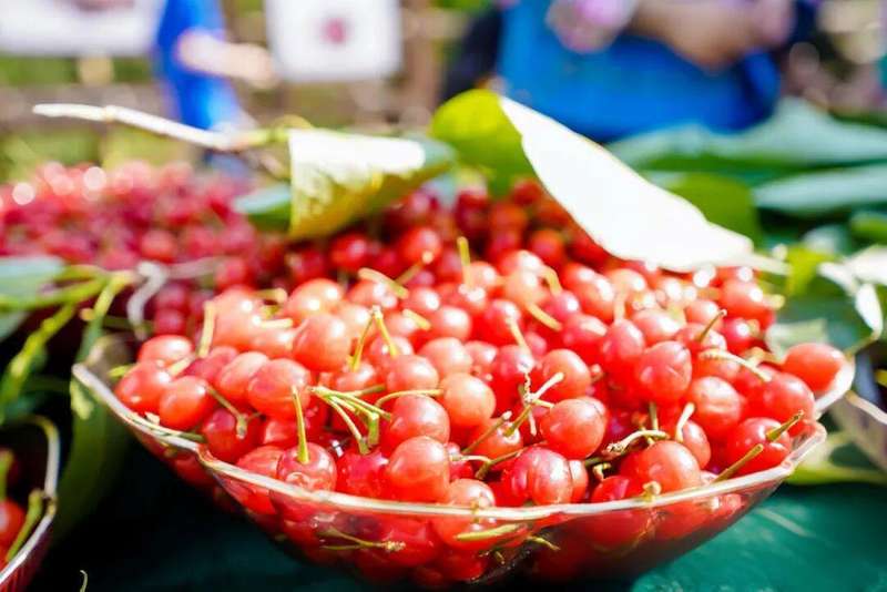  又是一年樱桃红：那个让人牵挂的茂良村，又一次热闹起来了 文化旅游